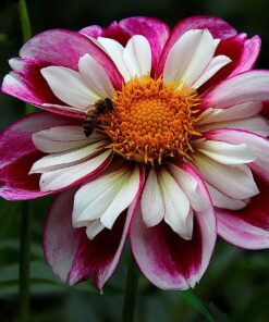 dahlia, flowers, plants-7640486.jpg